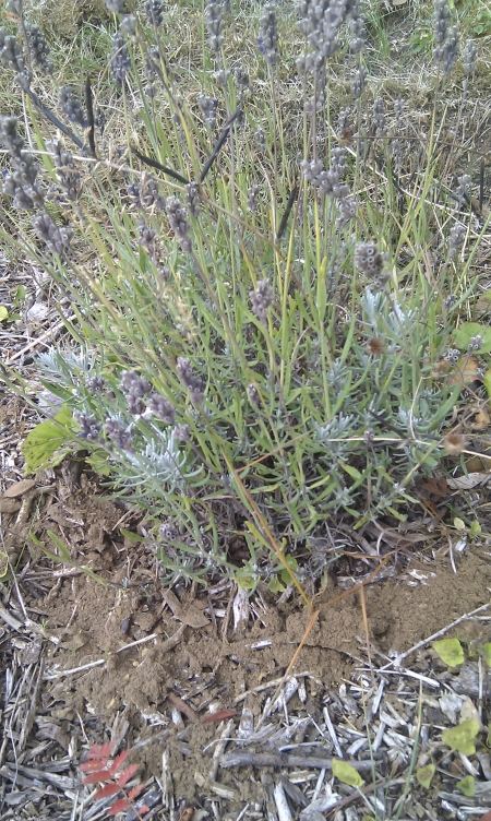 compost_on_plants.jpg indoor compost