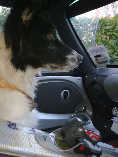 Dog, 1080s, Lotus Elise